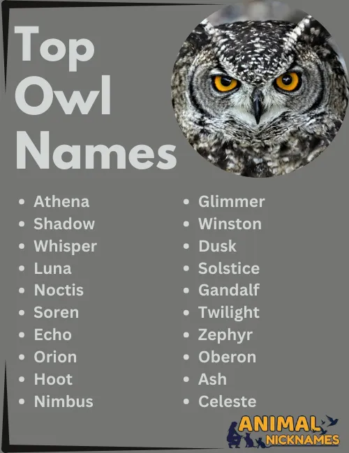 Top Owl Names