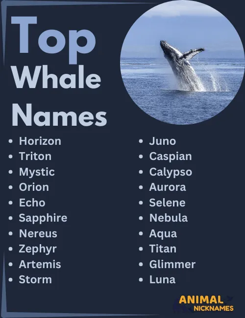 Top Whale Names