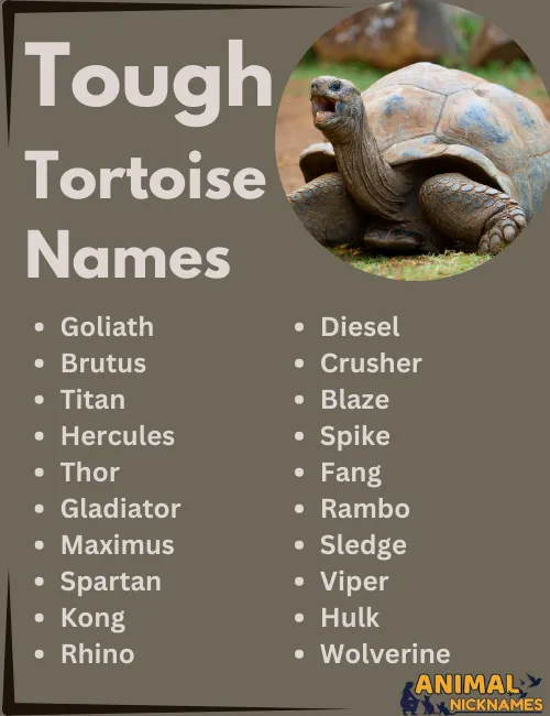 Tough Tortoise Names