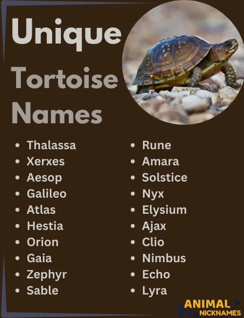 Unique Tortoise Names