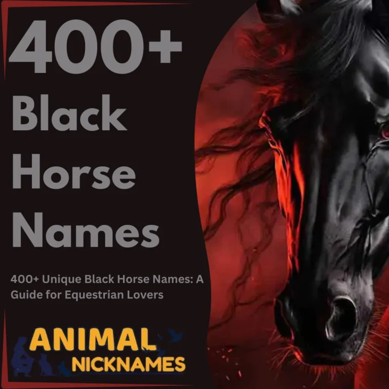 400+ Unique Black Horse Names A Guide for Equestrian Lovers