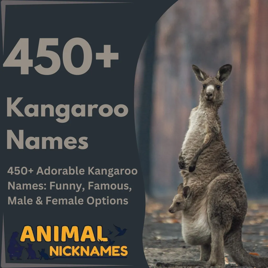 450+ Adorable Kangaroo Names Funny, Famous, Male & Female Options