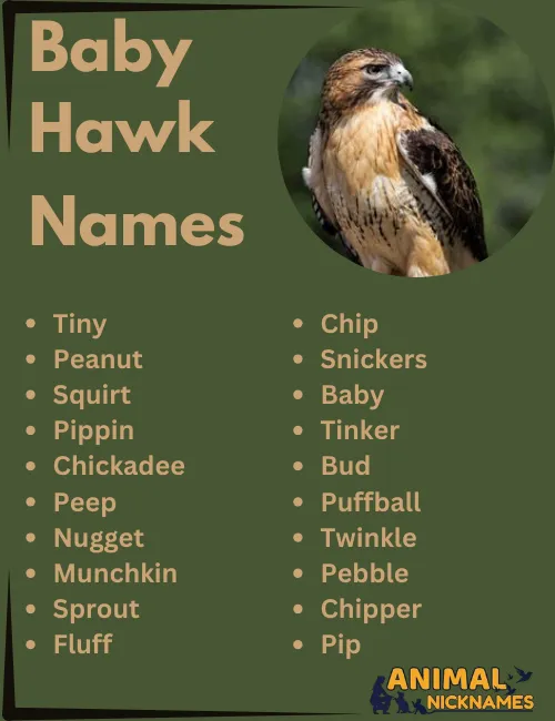 Baby Hawk Names