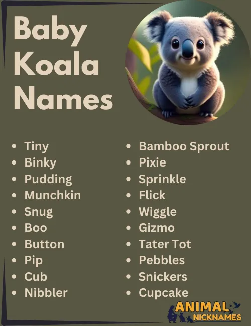 Baby Koala Names