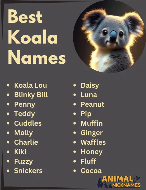 Best Koala Names