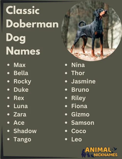 Classic Doberman Dog Names