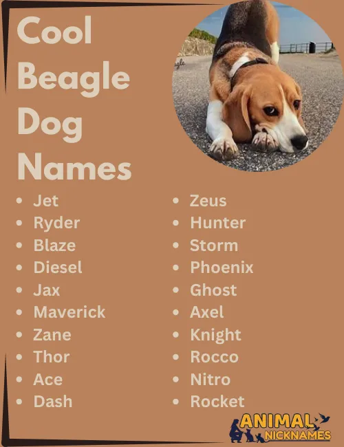 Cool Beagle Dog Names