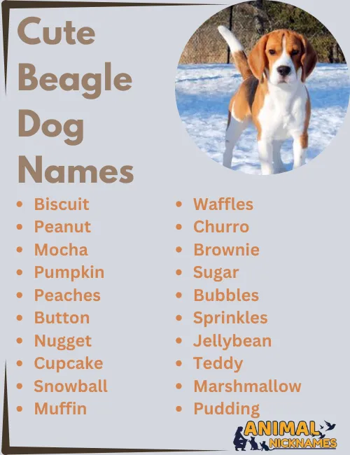 Cute Beagle Dog Names