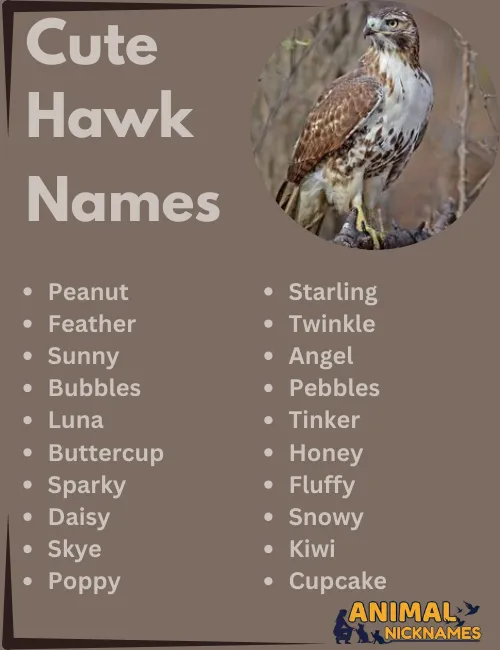 Cute Hawk Names