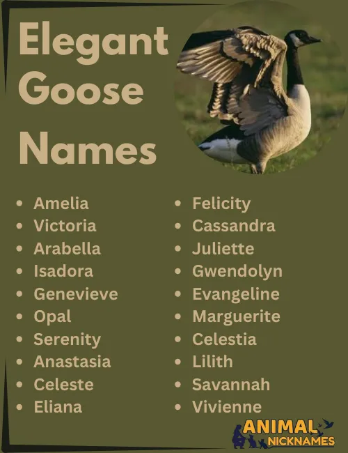 Elegant Goose Names