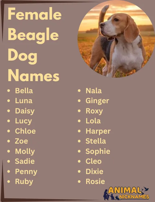 Female Beagle Dog Names