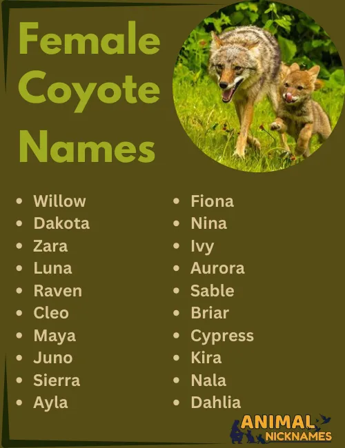 Female Coyote Names