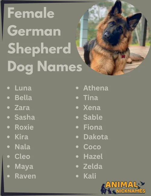 Female German Shepherd Names