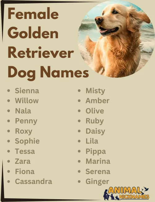 Female Golden Retriever Dog Names