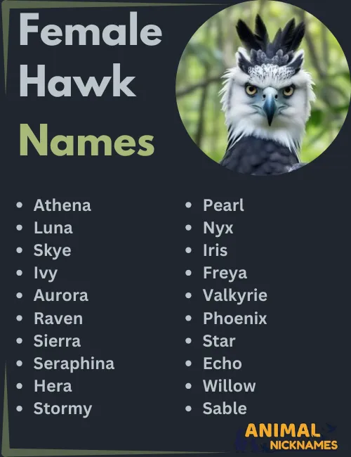 Female Hawk Names