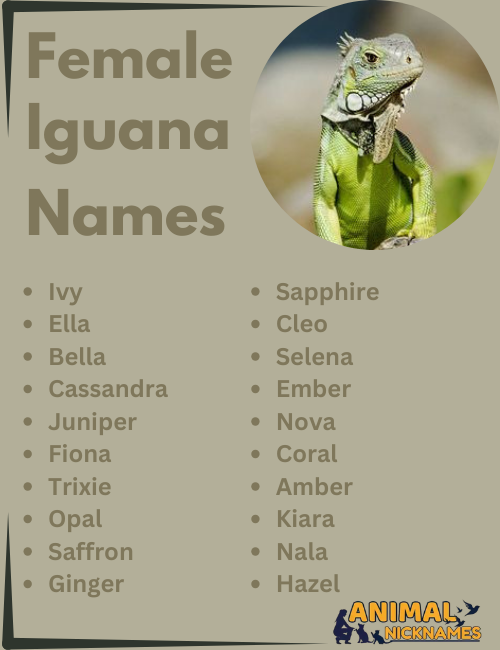 Female Iguana Names