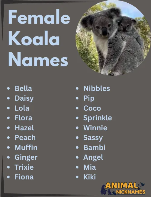 Female Koala Names