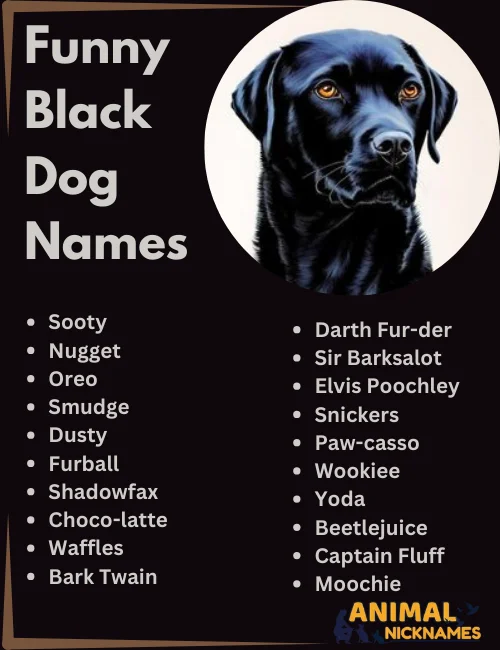 Funny Black Dog Names