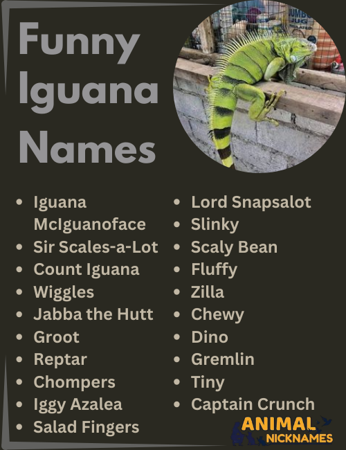 Funny Iguana Names