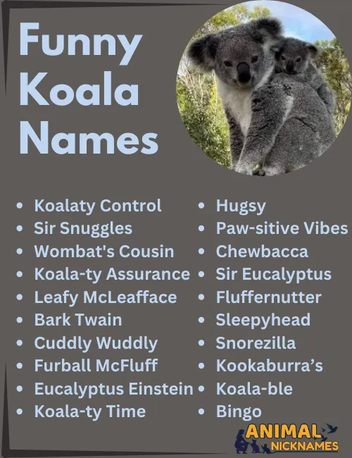 Funny Koala Names