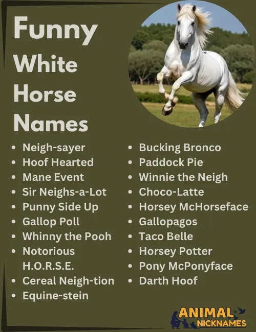 Funny White Horse Names