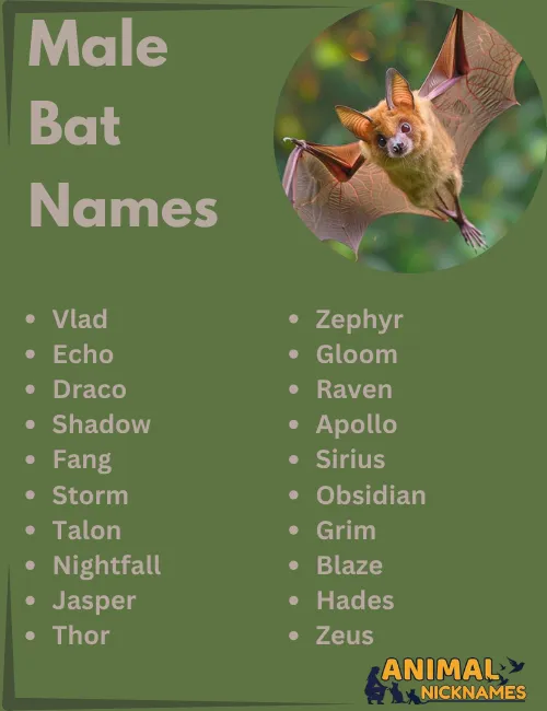 Male Bat Names