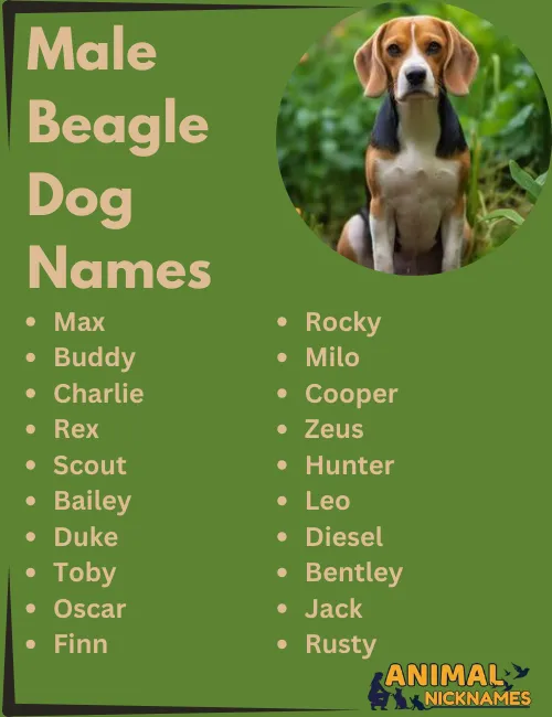 Male Beagle Dog Names