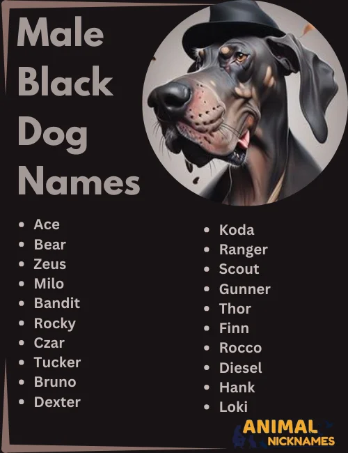 Male Black Dog Names