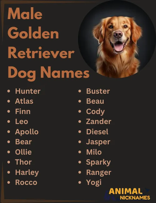 Male Golden Retriever Dog Names