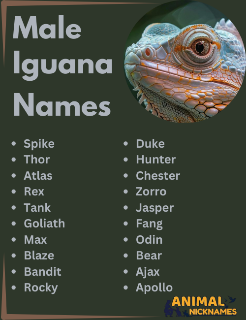 Male Iguana Names