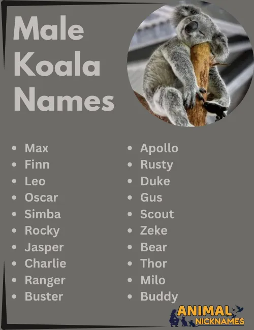 Male Koala Names