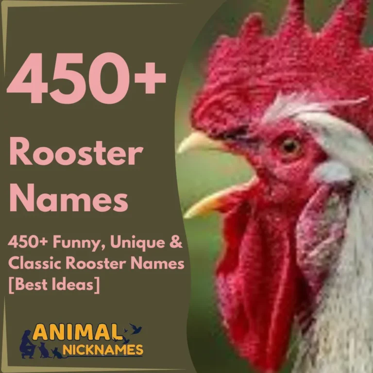 450+ Funny, Unique & Classic Rooster Names [Best Ideas]