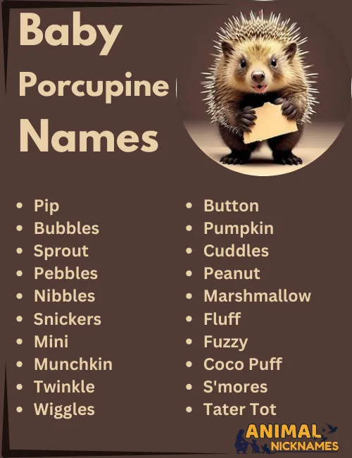 Baby Porcupine Names