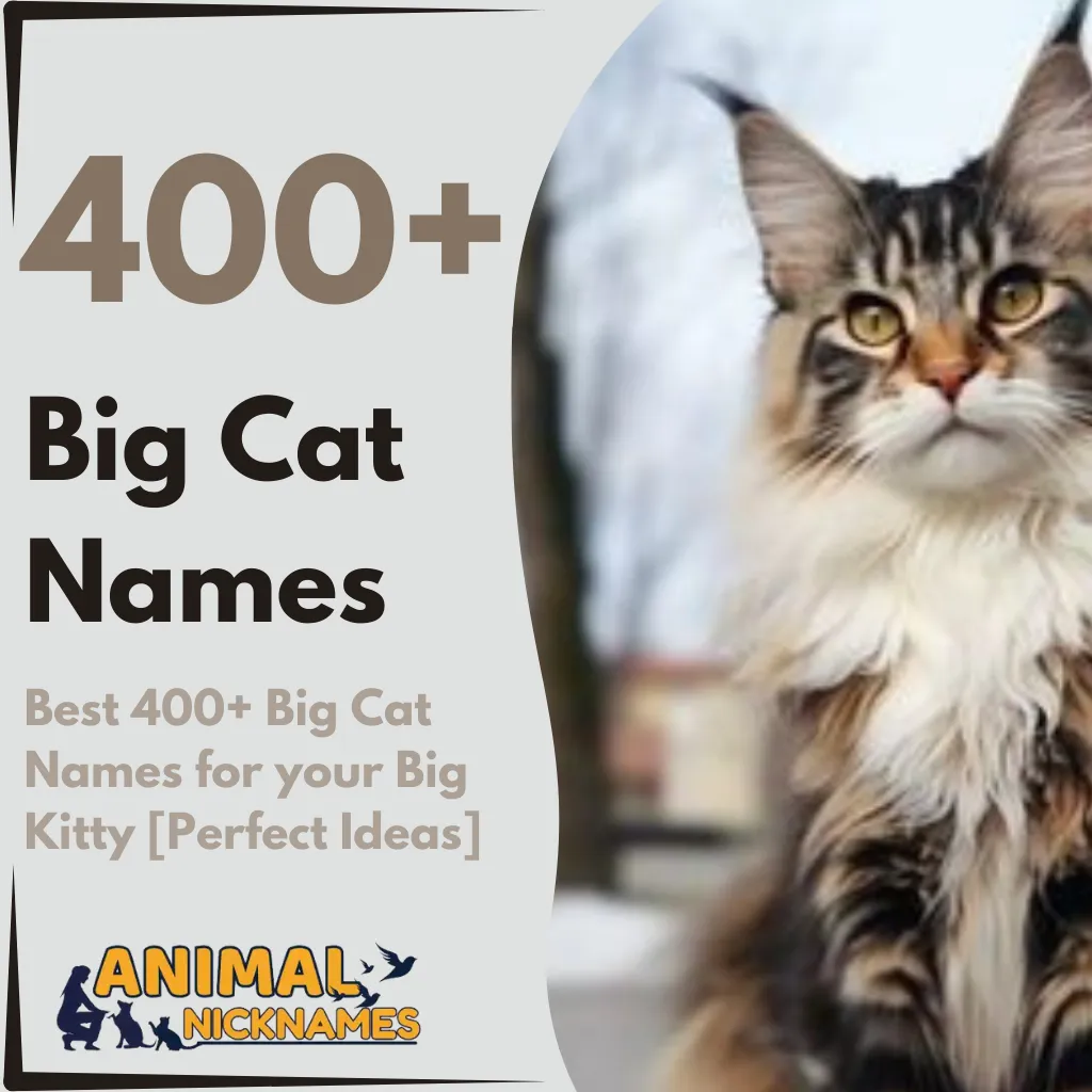 Best 400+ Big Cat Names for your Big Kitty [Perfect Ideas]