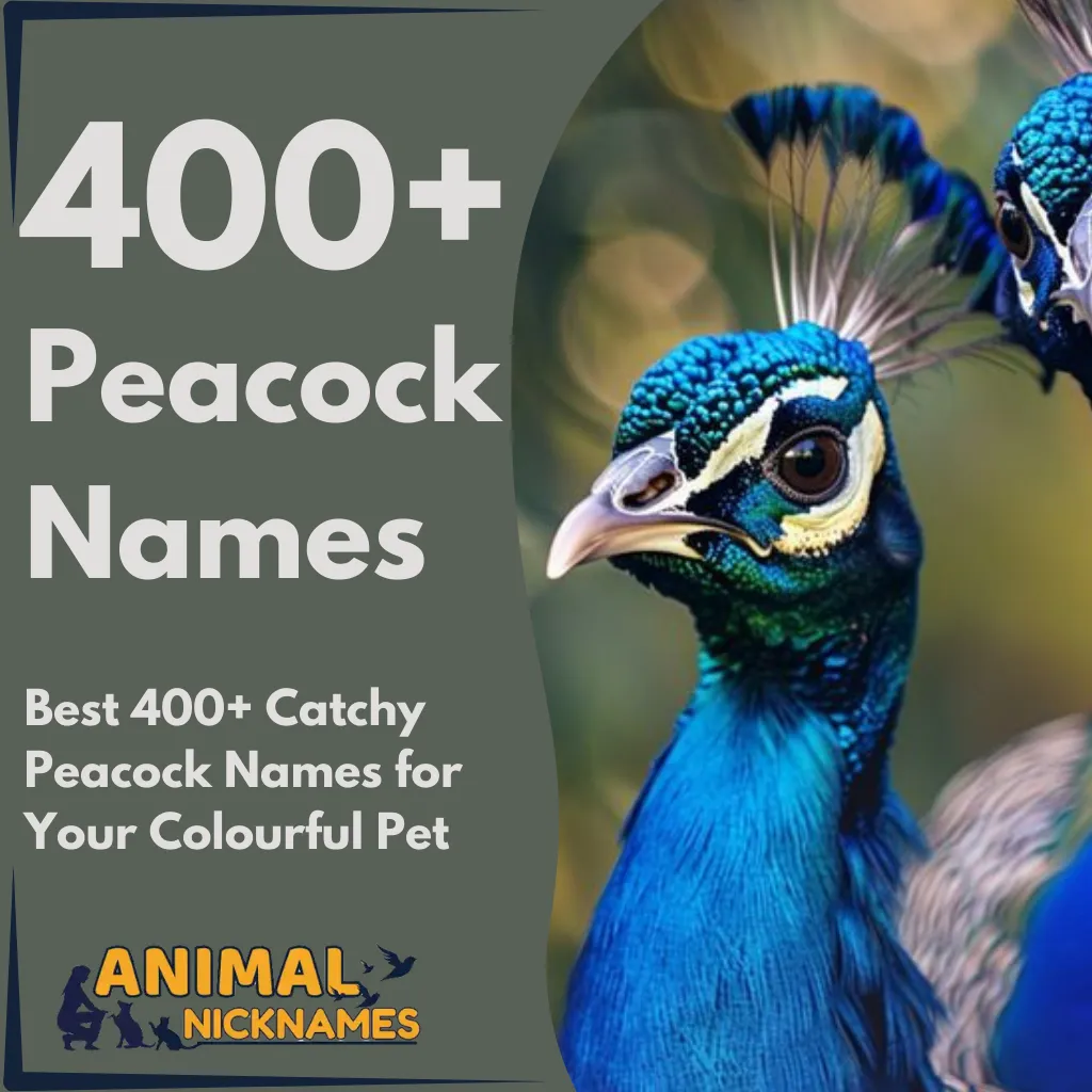 Best 400+ Catchy Peacock Names for Your Colorful Pet