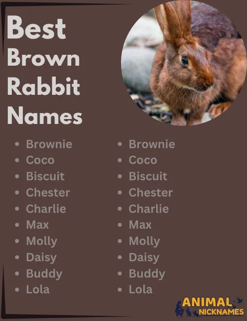 Best Brown Rabbit Names