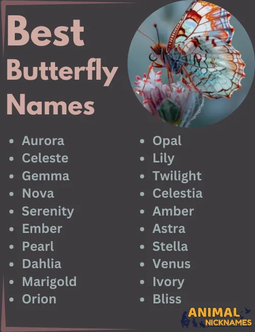 Best Butterfly Names