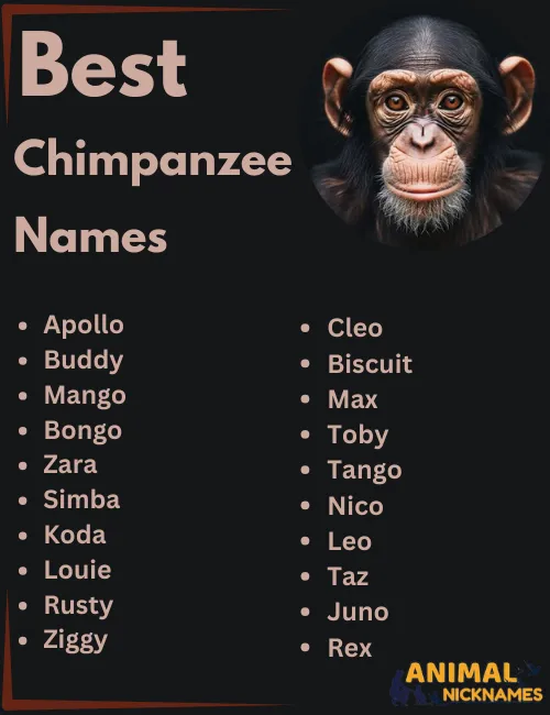 Best Chimpanzee Names