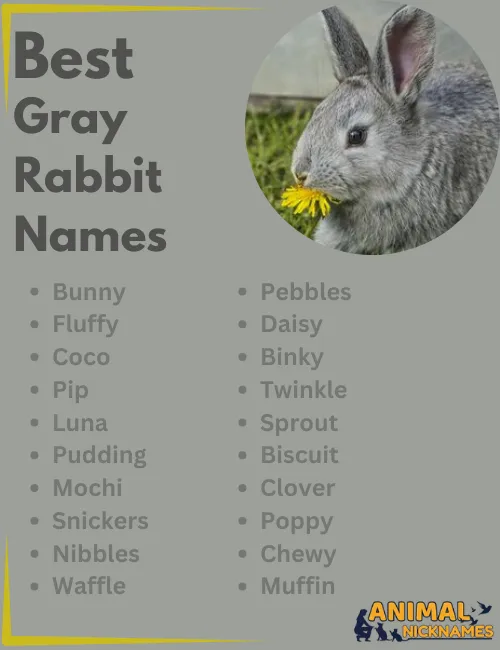 Best Gray Rabbit Names