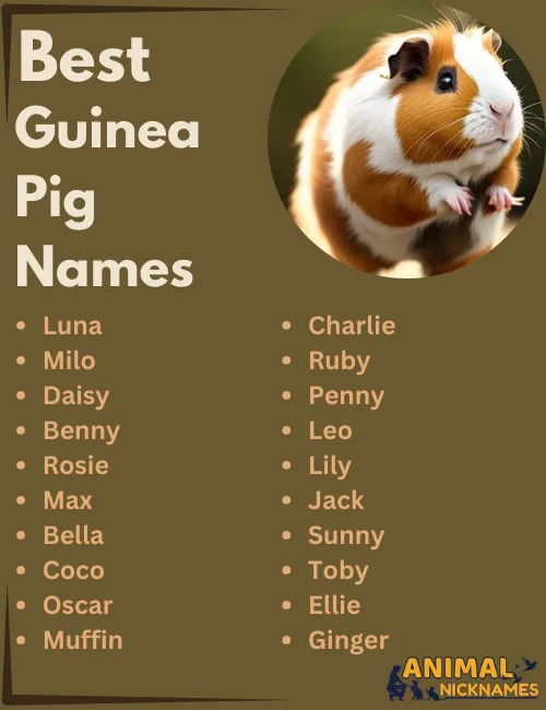 Best Guinea Pig Names