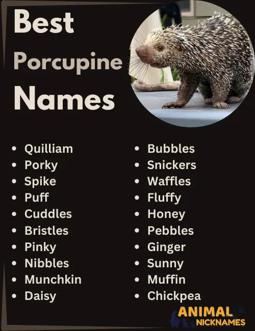 Best Porcupine Names