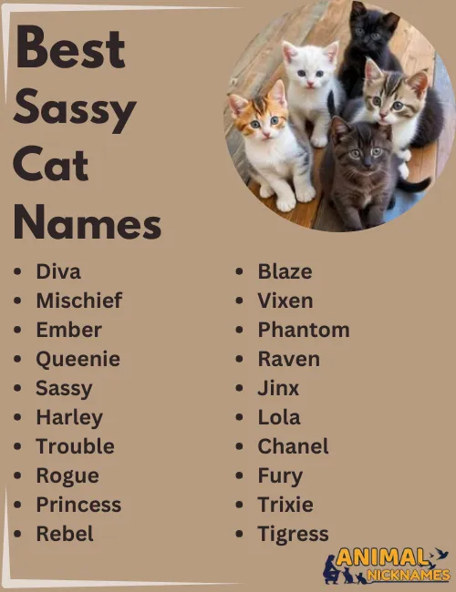 Best Sassy Cat Names