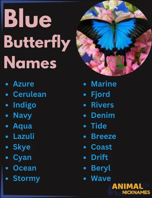 Blue Butterfly Names