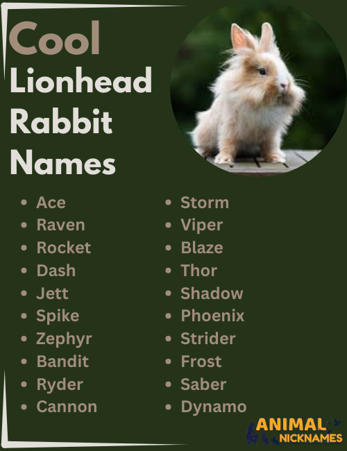 Cool Lionhead Rabbit Names