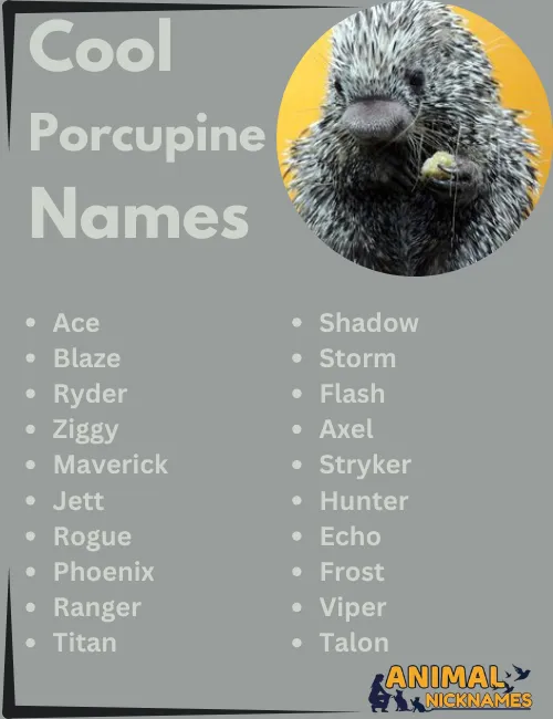 Cool Porcupine Names