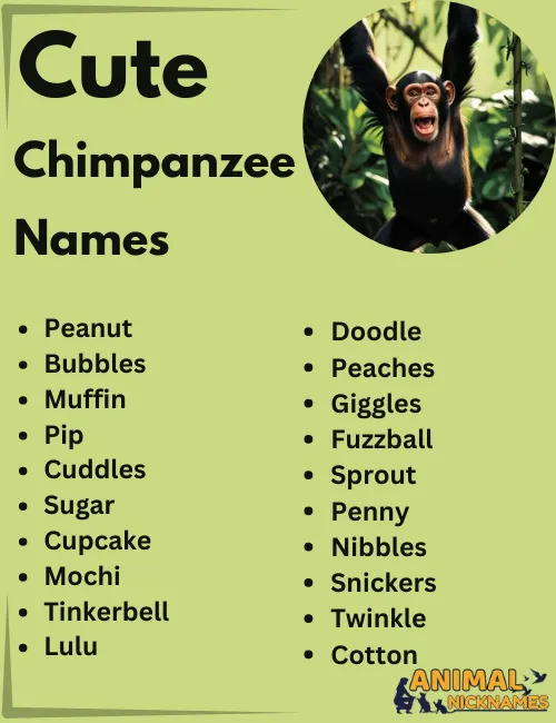 Cute Chimpanzee Names