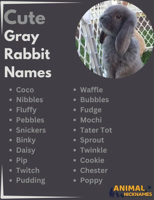 Cute Gray Rabbit Names