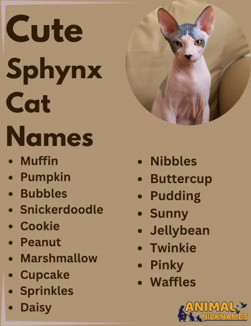 Cute Sphynx Names