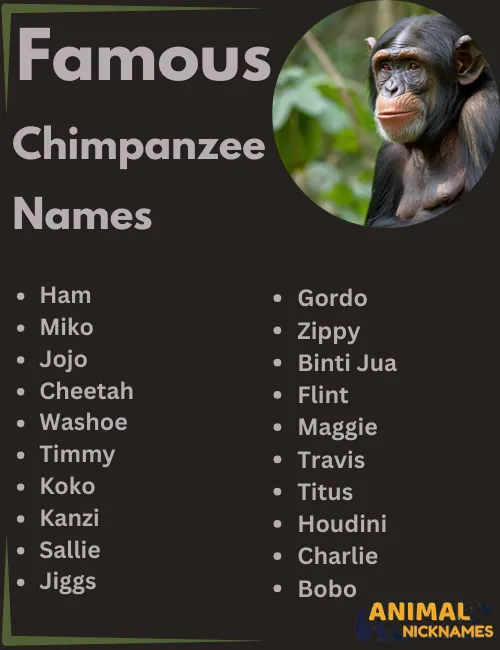 Famous Chimpanzee Names