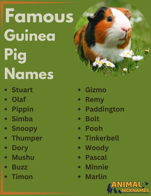 Famous Guinea Pig Names